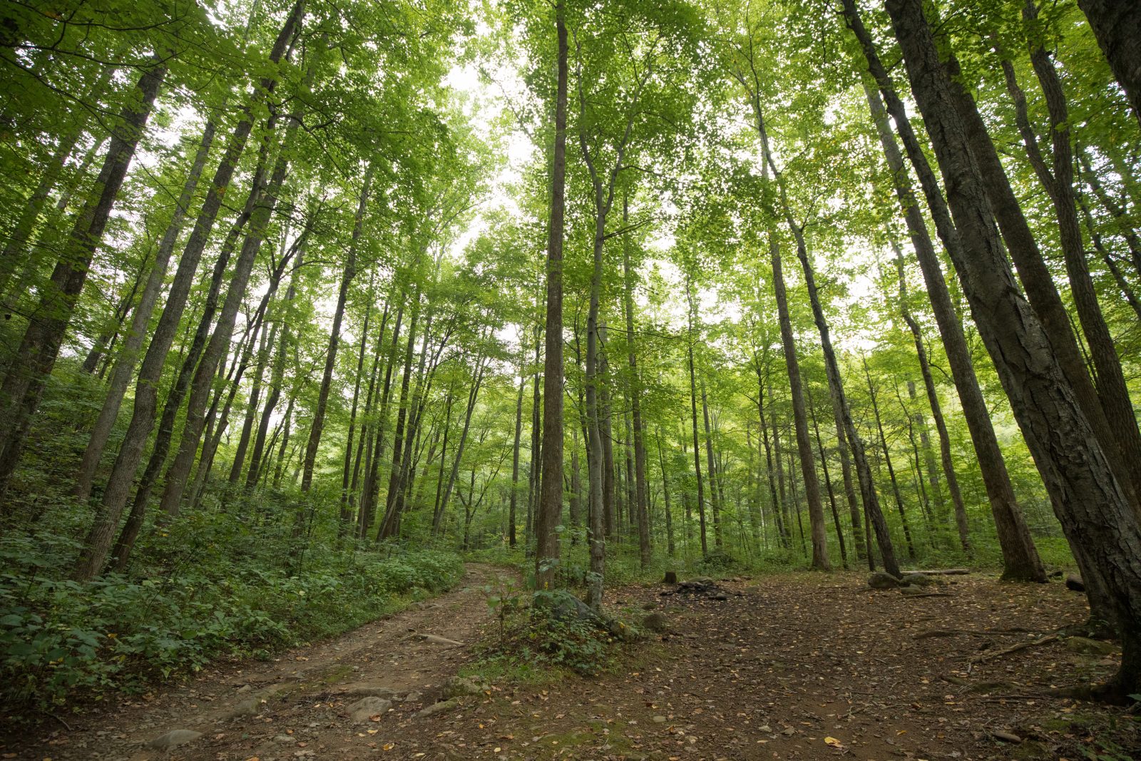 A dirt path through the woods