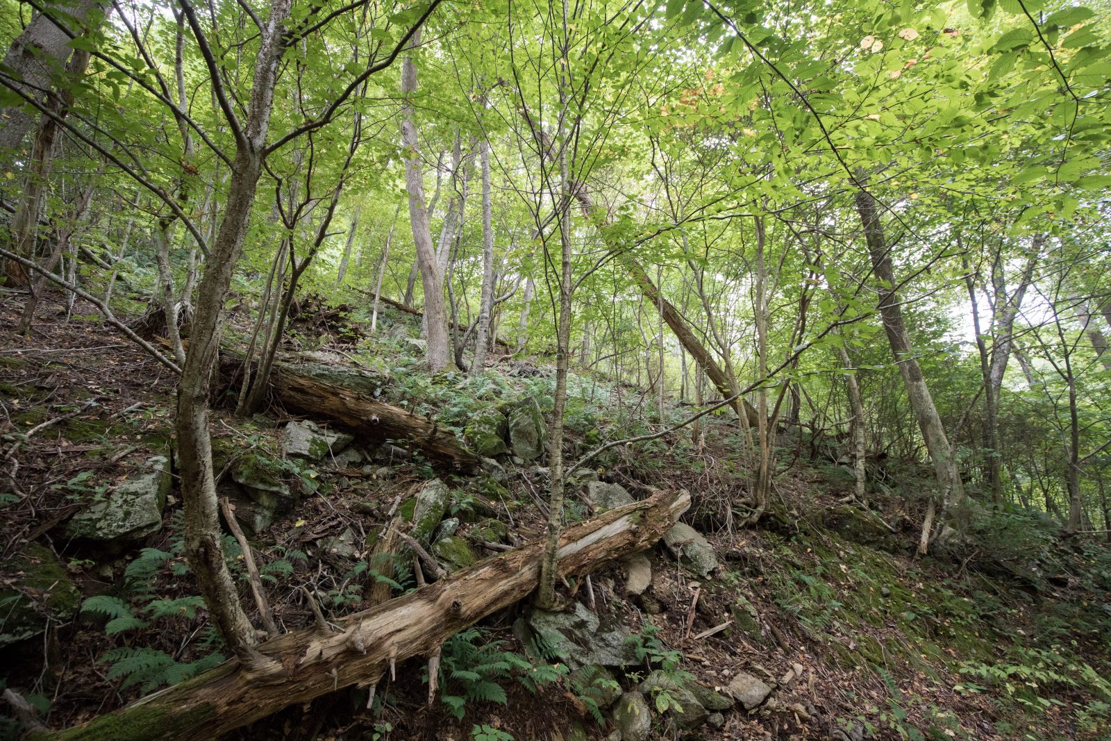 Green tree canopy and fallen trees on a forest floor