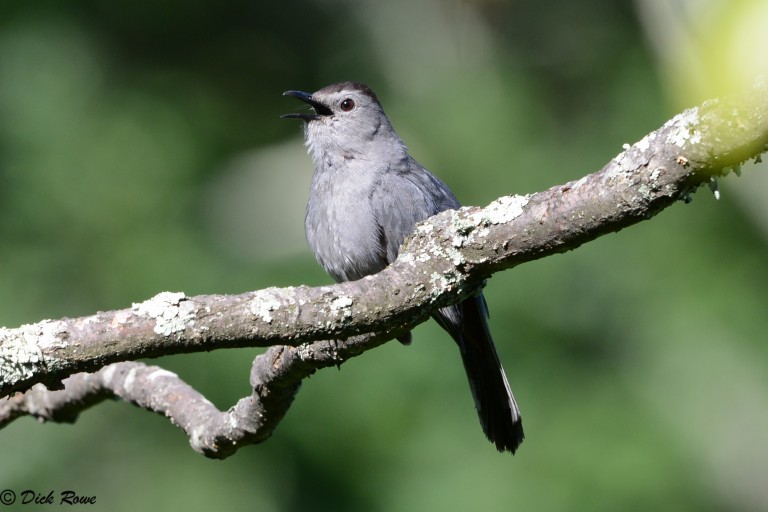 An image of a grey catbird on a branch