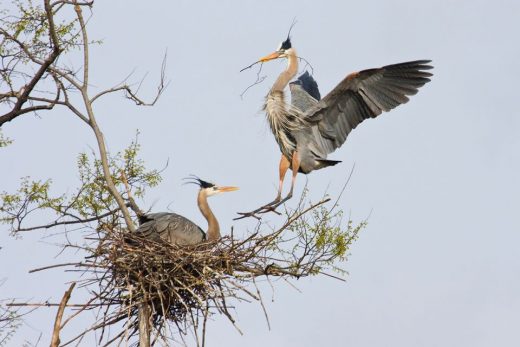 An image of two great blue herons; one is sitting in a nest build on a tree fork and the other is holding a stick in it's mouth and landing on the nest