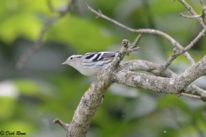 An image of a black and white warbler on a branch