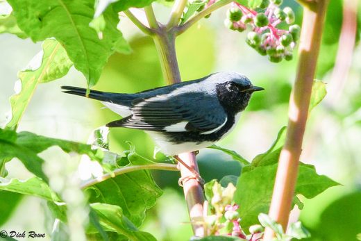 An image of a black throated blue warbler male on a pokeberry shrub