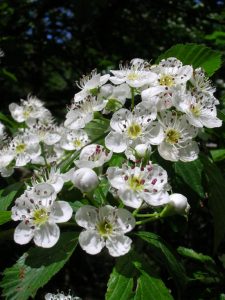 An image of hawthorn flowers from the garden picture previously mentioned