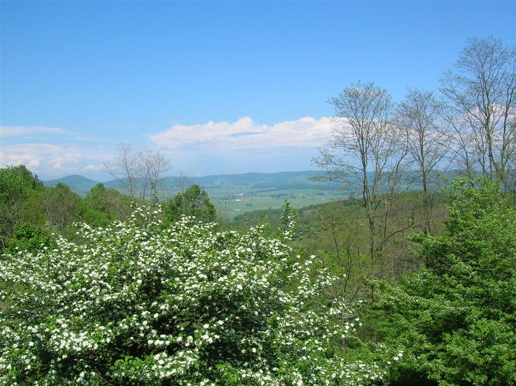 An image of a high altitude garden with a bush with vibrant white flowers in the foreground overlooking a mountain range