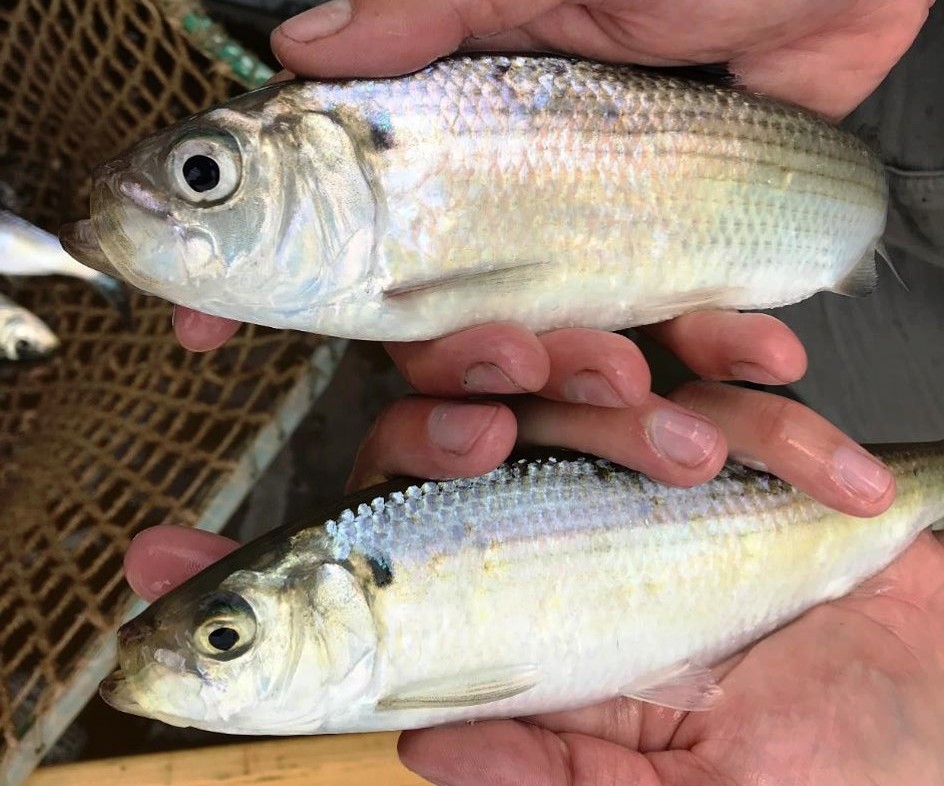An image showing the difference between the Alewife and blueback herring; the alewife has a larger eye being grater in diameter then the distance between the eye and the top of the snout.