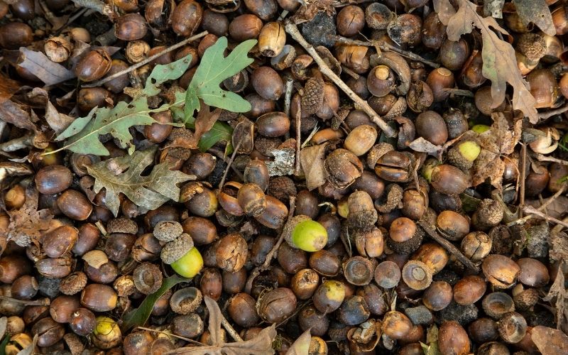 2022 Acorn Production Report: Mixed Results