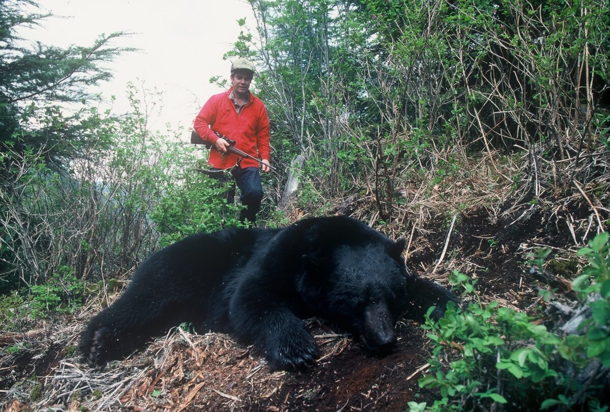 An image of an deceased adult black bear being approached by a hunter in a red coat