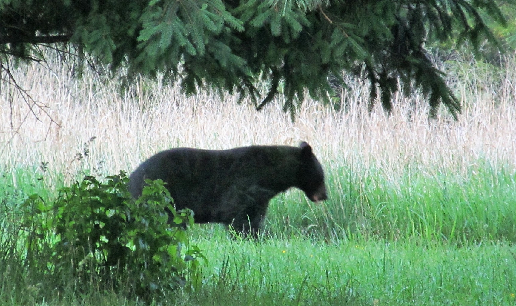 An image of a black bear of medium size suggesting that it is a young adult