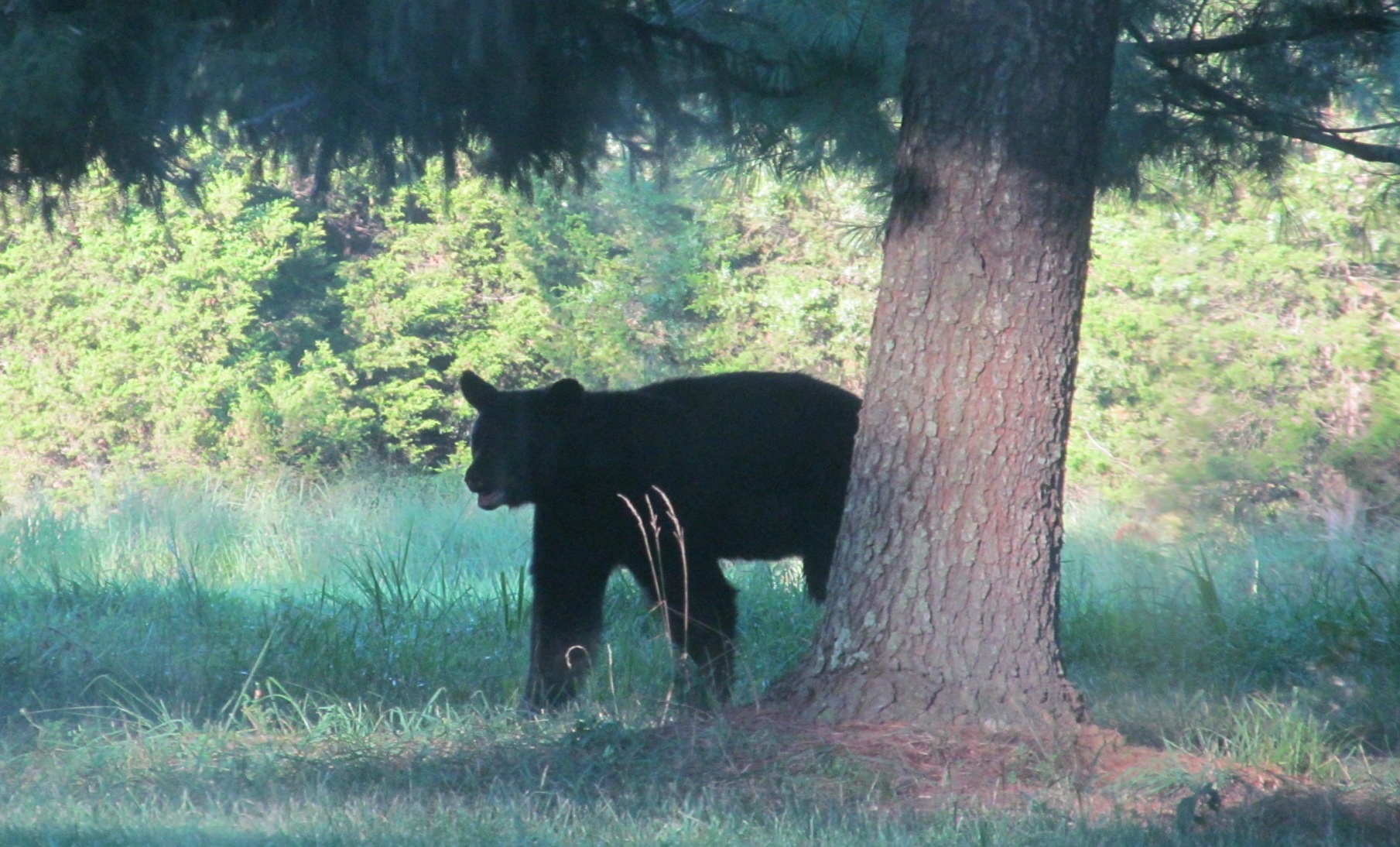 An image of a young black bear one noting that daylight is visible between it's belly and the ground due to it's lighter build