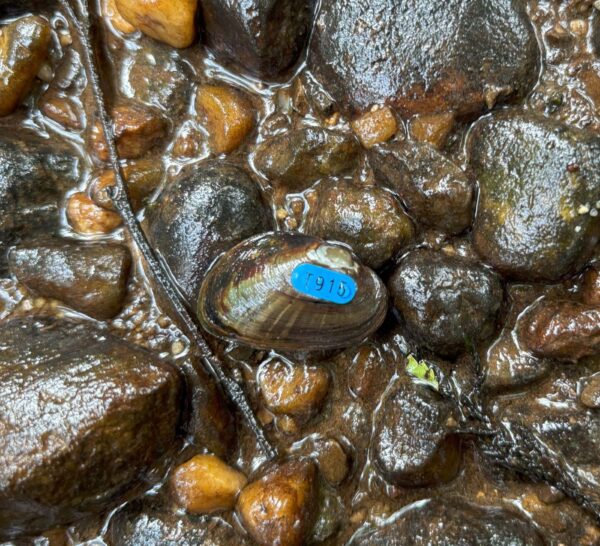 An image of Dwarf Wedgemussel