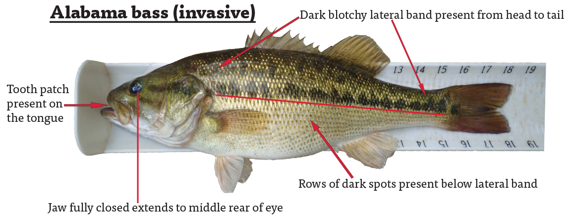 The invasive Alabama Bass has a dark blotchy lateral band present from head to tail, a tooth patch present on the tongue, a jaw—when fully closed—extends to the middle rear of the eye, and rows of dark spots below the lateral band.