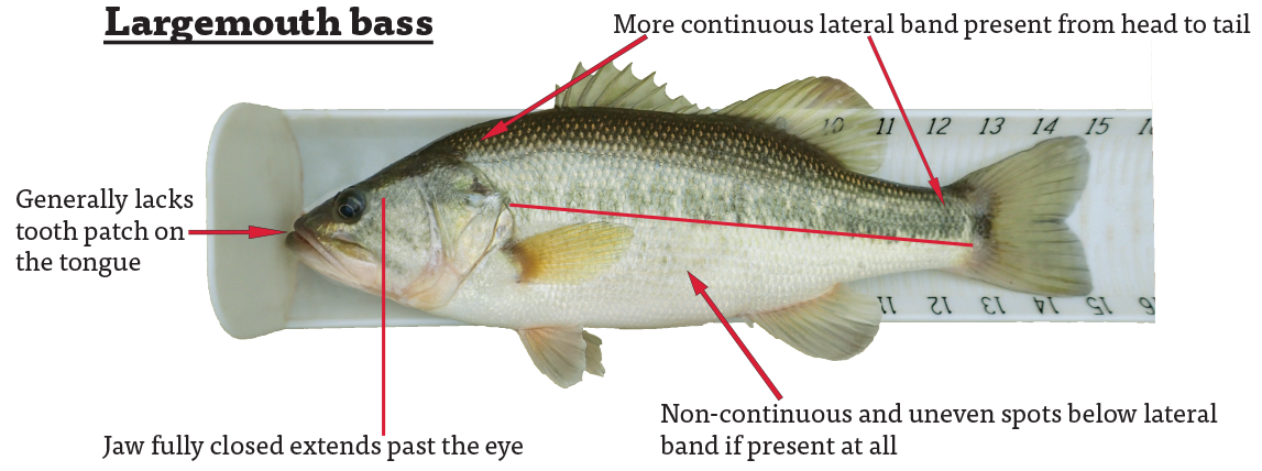 Known morphological characteristics for identifying largemouth bass