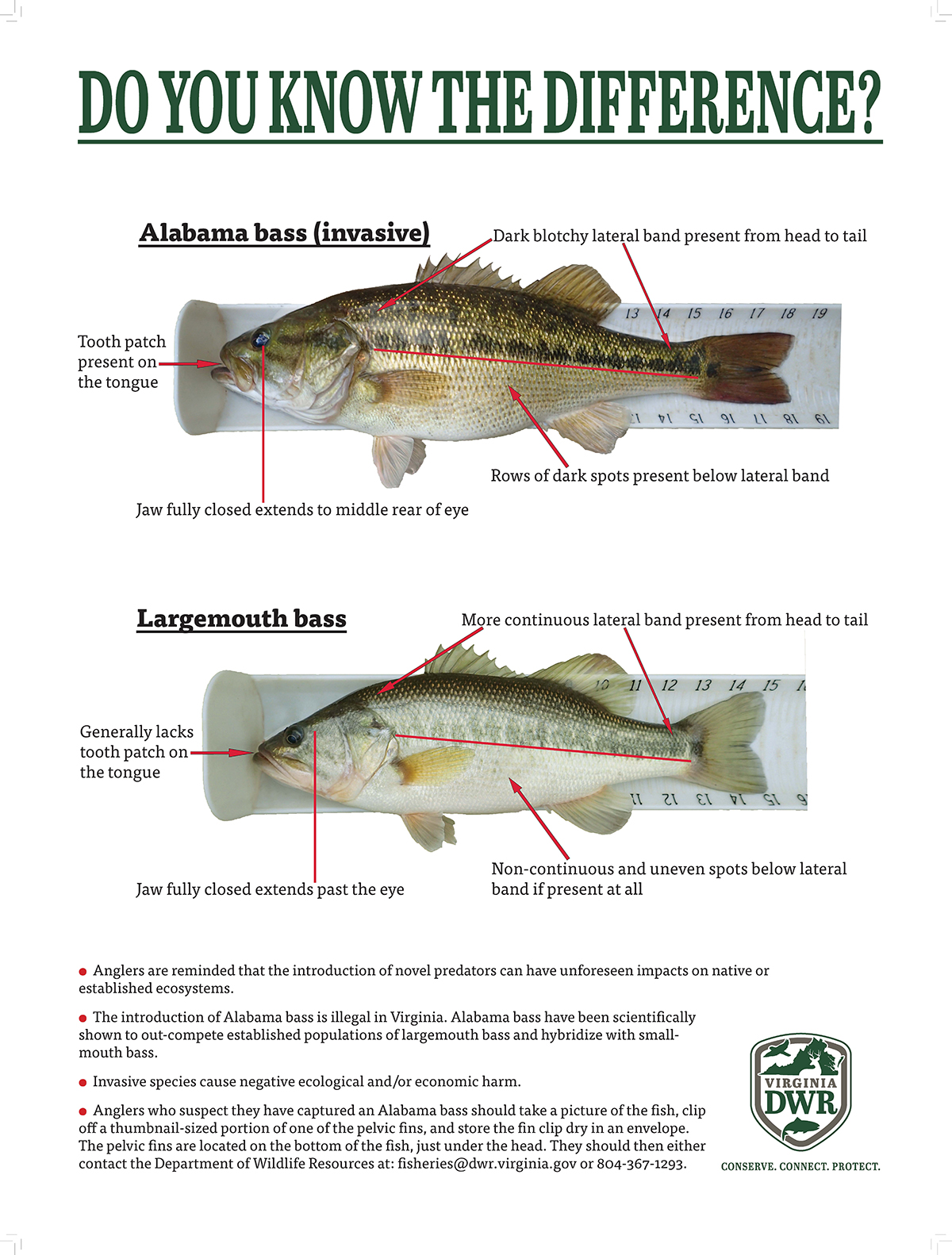 A poster showing differences between an Alabama bass and a largemouth bass