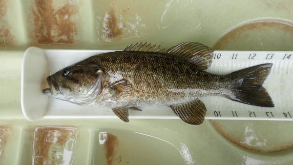 The smallmouth bass often has 3 diagonal dark stripes extending behind the eye across the gill plate, has dark vertical bars usually present along the sides, no lateral band, and brown to bronze-colored sides, sometimes with a yellow or olive tint. Its jaw, when fully closed, extends to the middle of the eye.