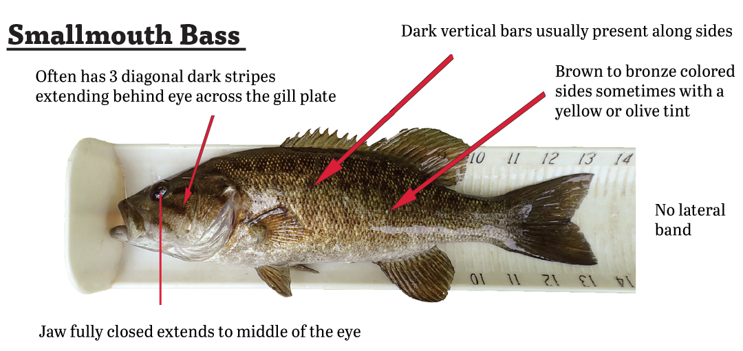 The smallmouth bass often has three diagonal dark stripes extending behind the eye across the gill plate, dark vertical bars are usually present along sides, brown to bronze colored sides sometimes with a yellow or olive tint, no lateral band, and the jaw fully closed extends to middle of the eye.