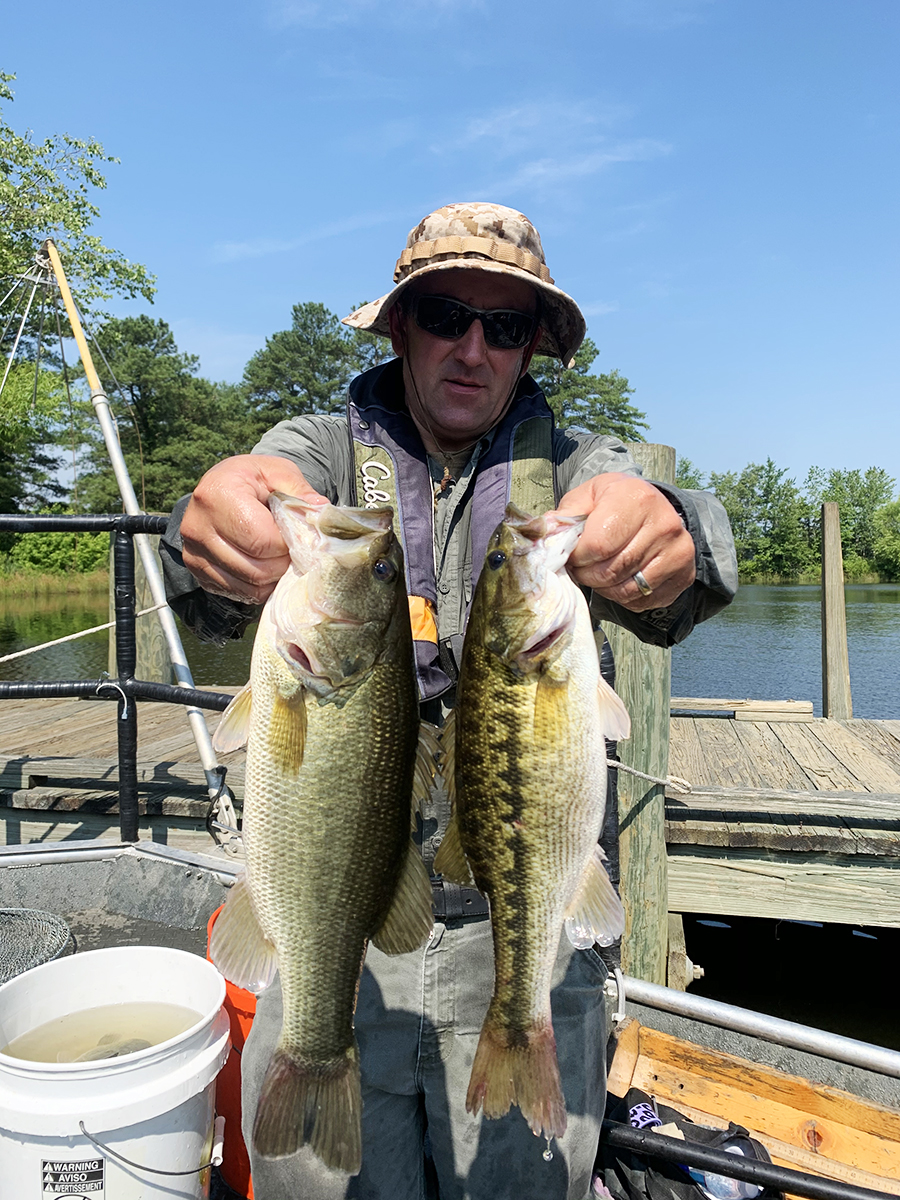 An image of a biologist holding a largemouth bass which is olive green with a darker back and an Alabama bass which is olive green with darker patterns along it's side and back