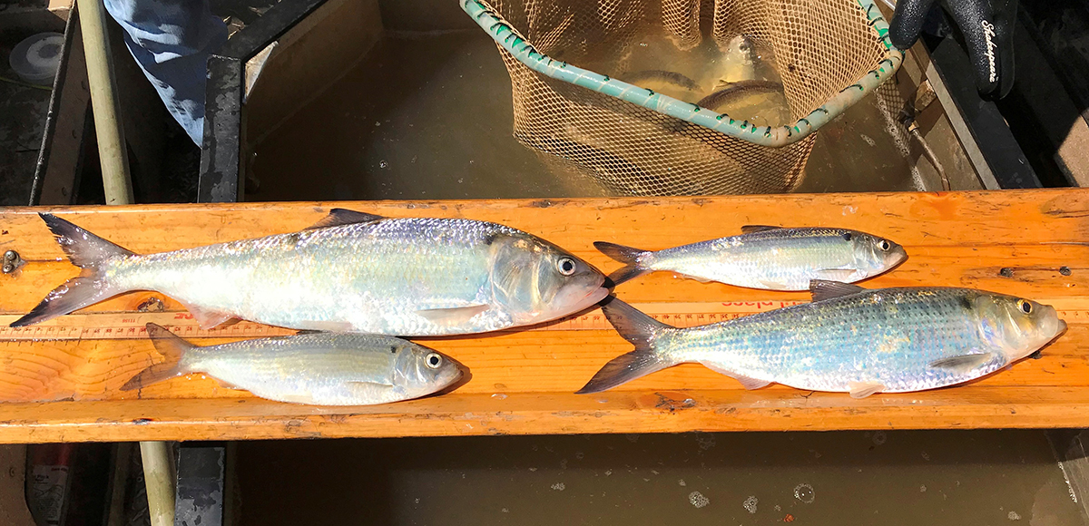 An image depicting the four alosines of the Rappahannock river with the American Shad on the top left and the blueback herring to the right of it; below the herring is the hickory shad and to the bottom left is the alewife.