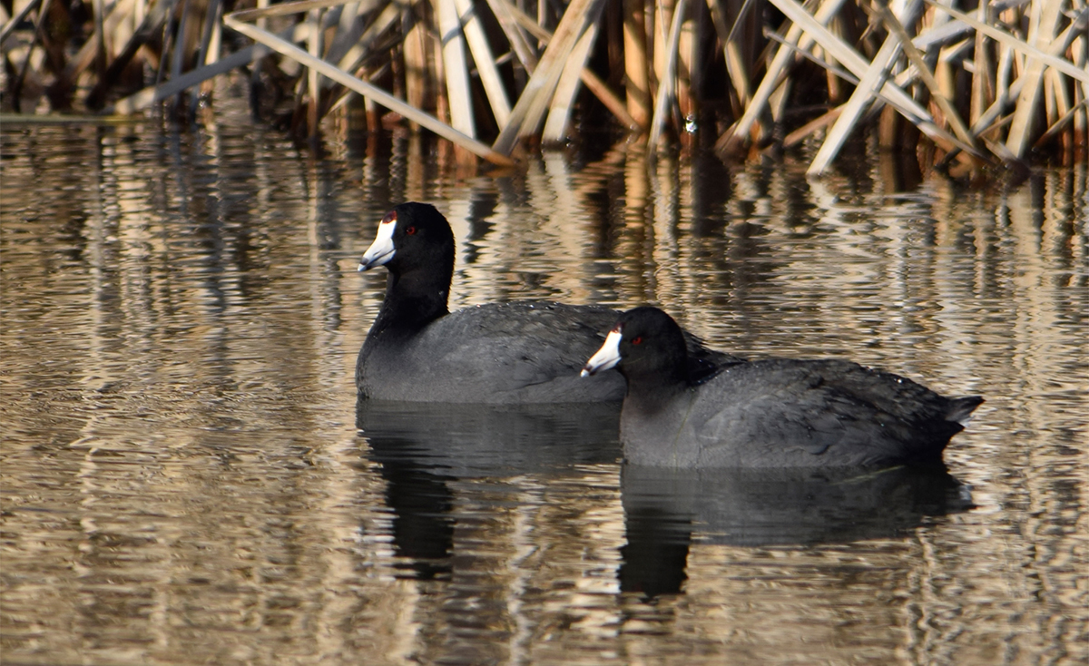 An image of an American Coot