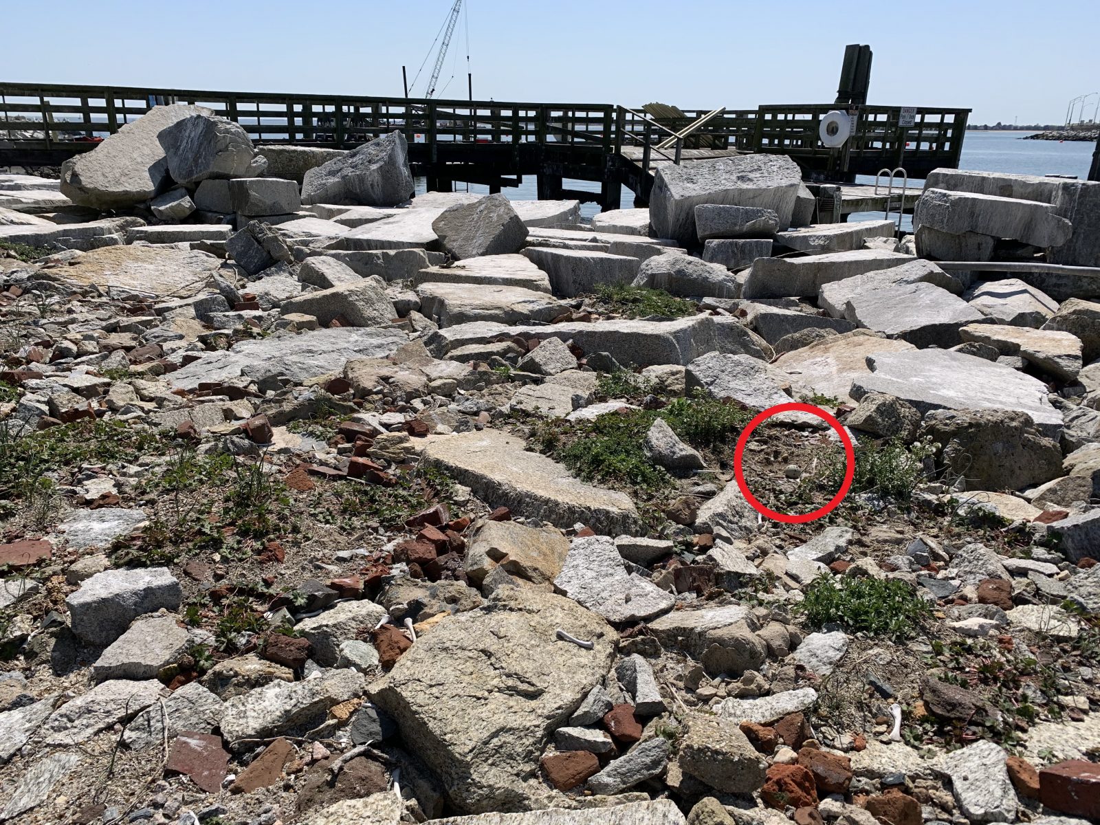 A red circle around the previous image to highlight a shorebird nest in the scattered stones
