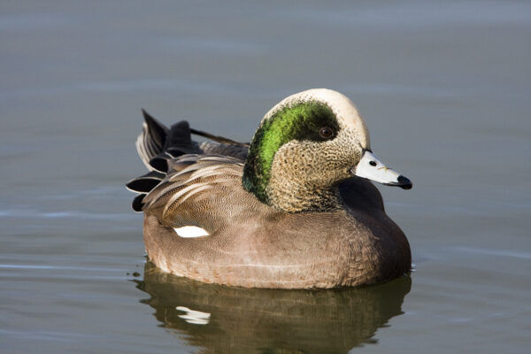 An image of an American Widgeon on a lake