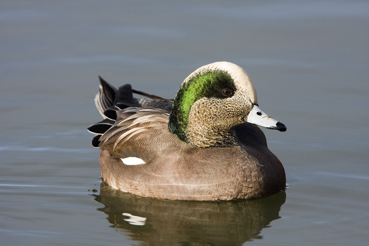 An image of a male dabbling duck with a beige body and tan head; the bird has a white crown and green streak near it's eye making it easily recognizable 
