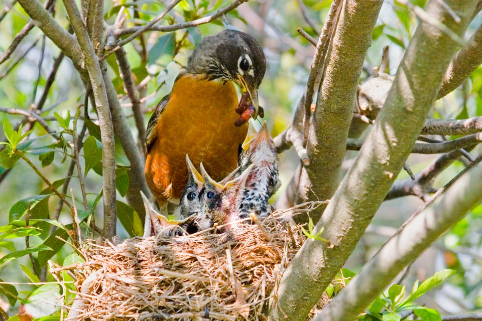 An image of a robin feeding their babies worms in a nest within a tree fork