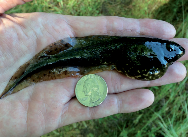 Bullfrog tadpole in hand next to quarter