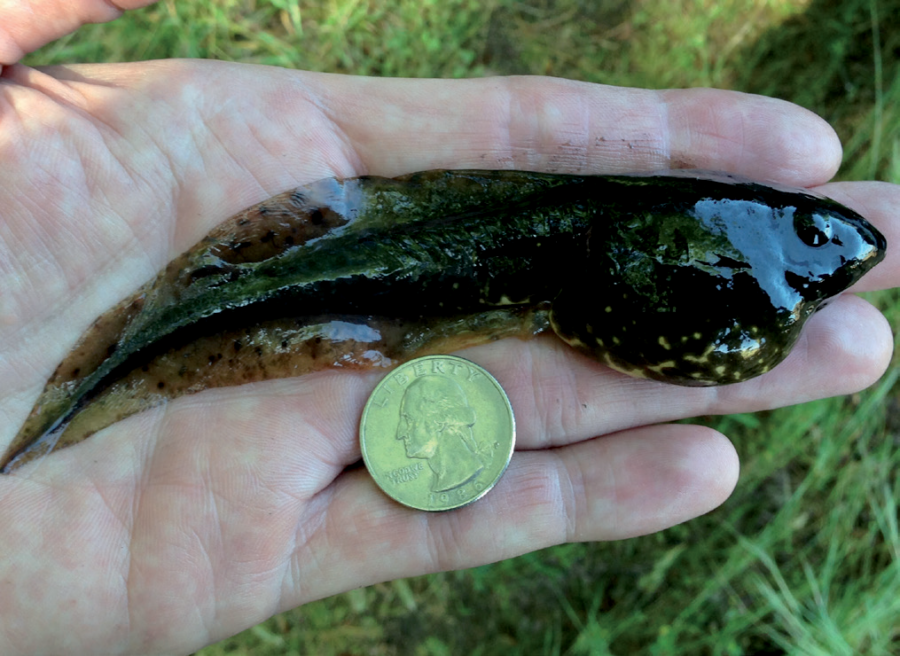 An image of the large American Bullfrog tadpole
