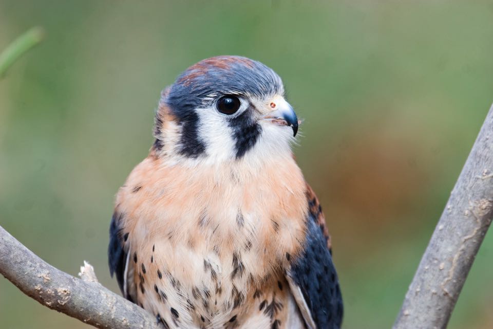 An image of an American Kestrel on a tree