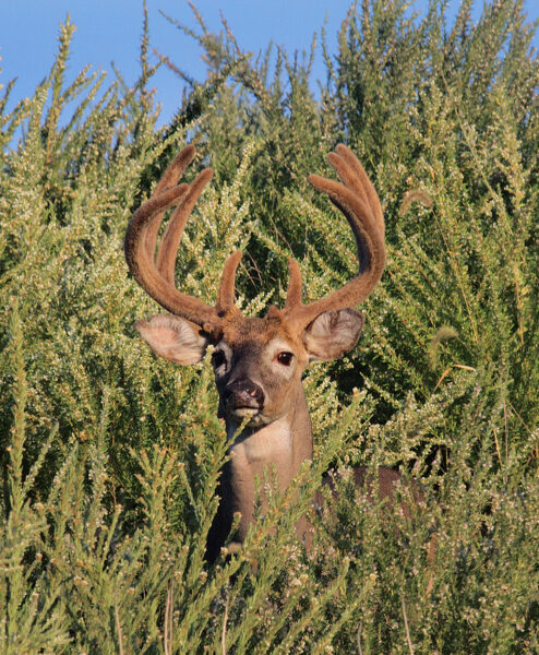 A male deer with velvet covered growing antlers