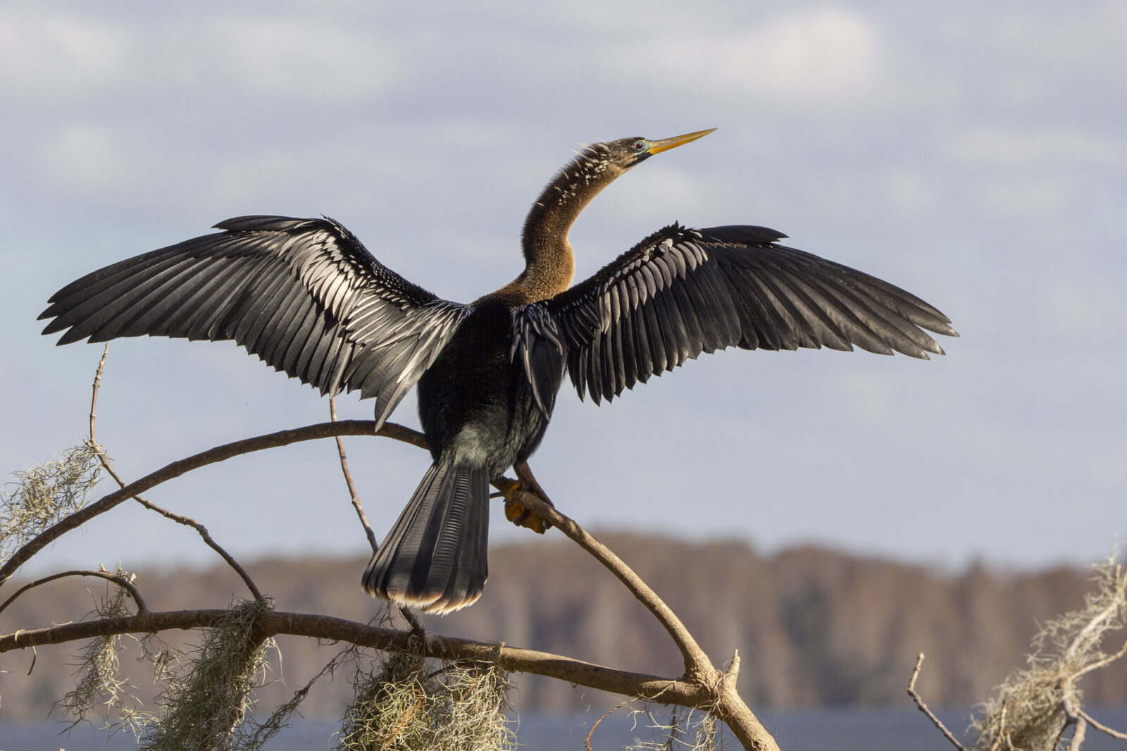 An image of an anhinga with it's wings extended