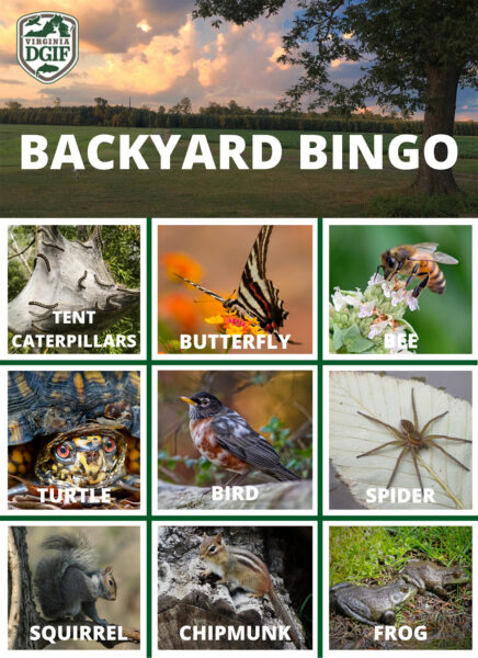 Click to open a PDF version of the Backyard bingo board - animal edition