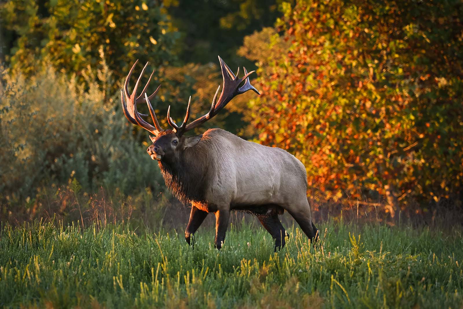 A bull elk standing in a field lit by a golden sunrise