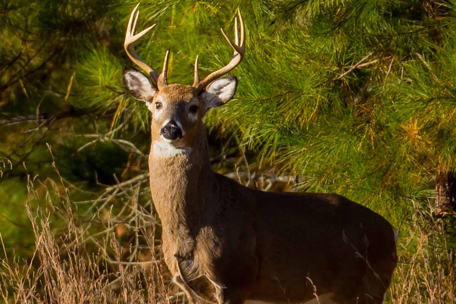 A buck standing in a field facing the camera