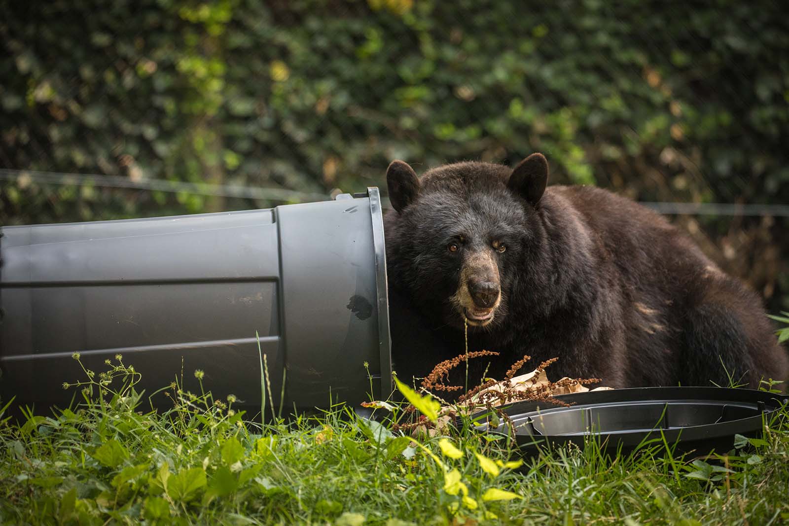 A black bear rummaging through a trash can