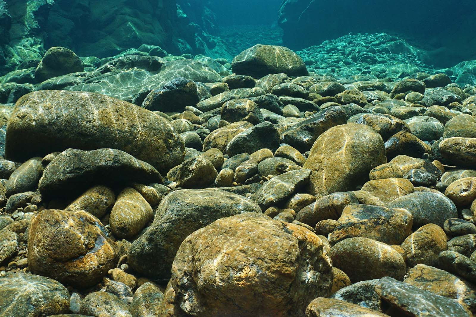 A depiction of a poster showing the differences between an invasive fish species and other common species