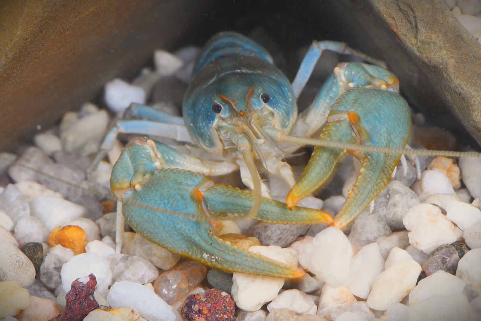 Big Sandy Crayfish Propagated