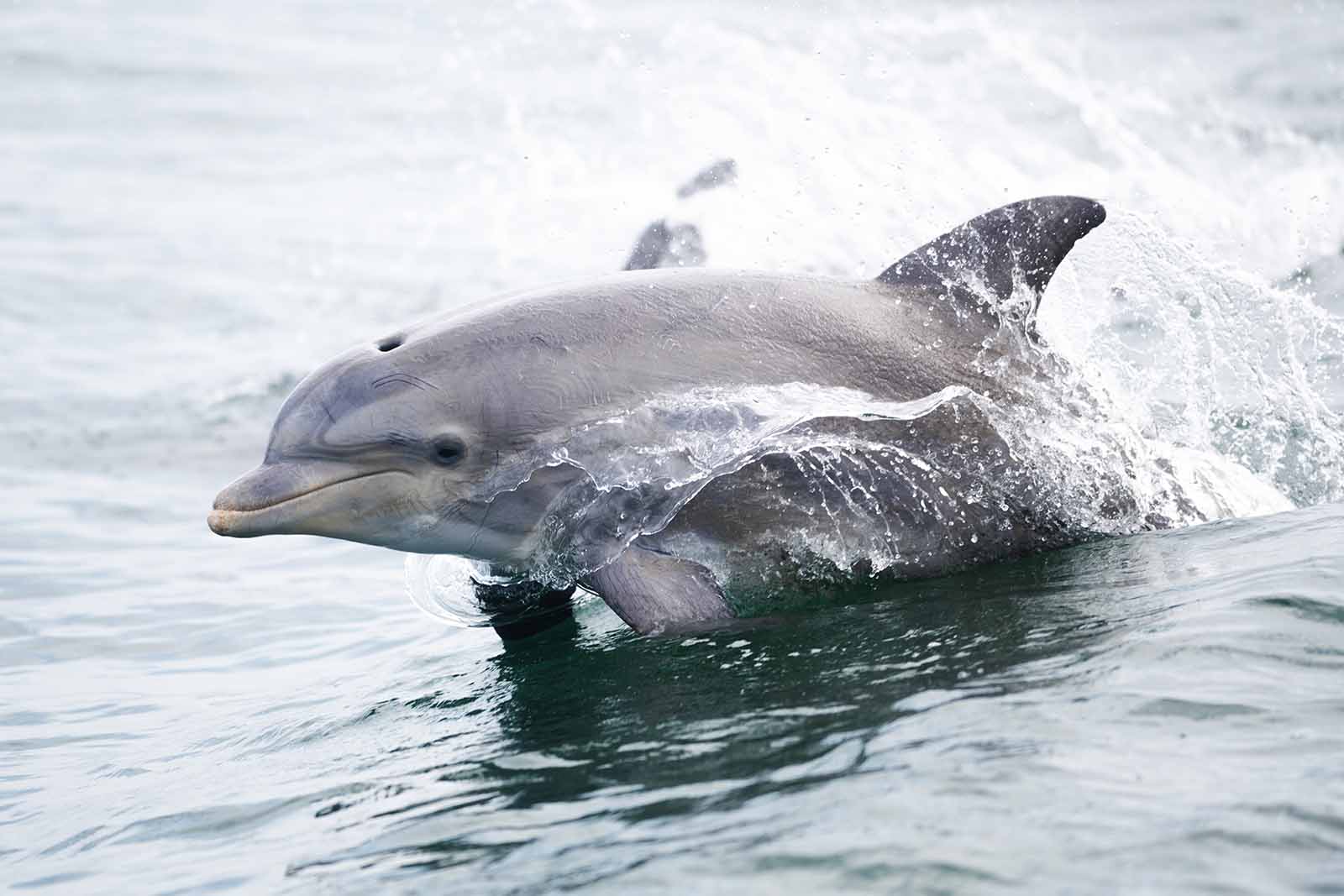 Sea Turtle and Marine Mammal Conservation Plans Developed