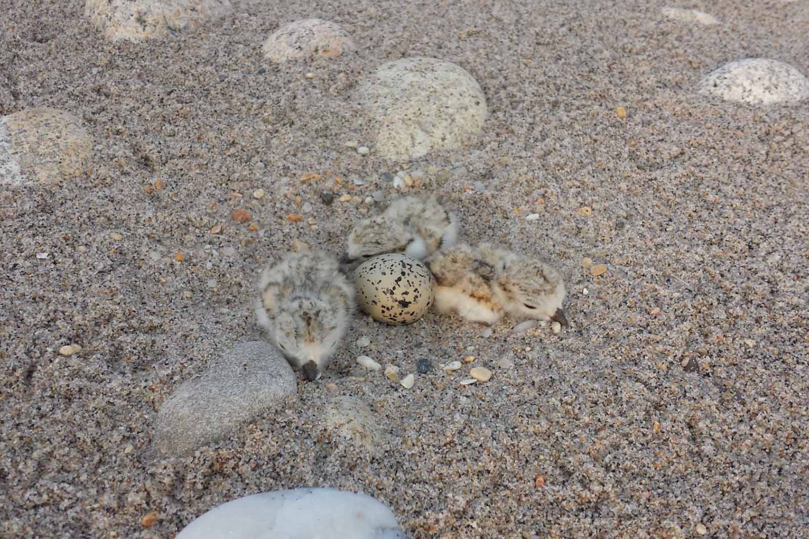 Making Way for Piping Plover