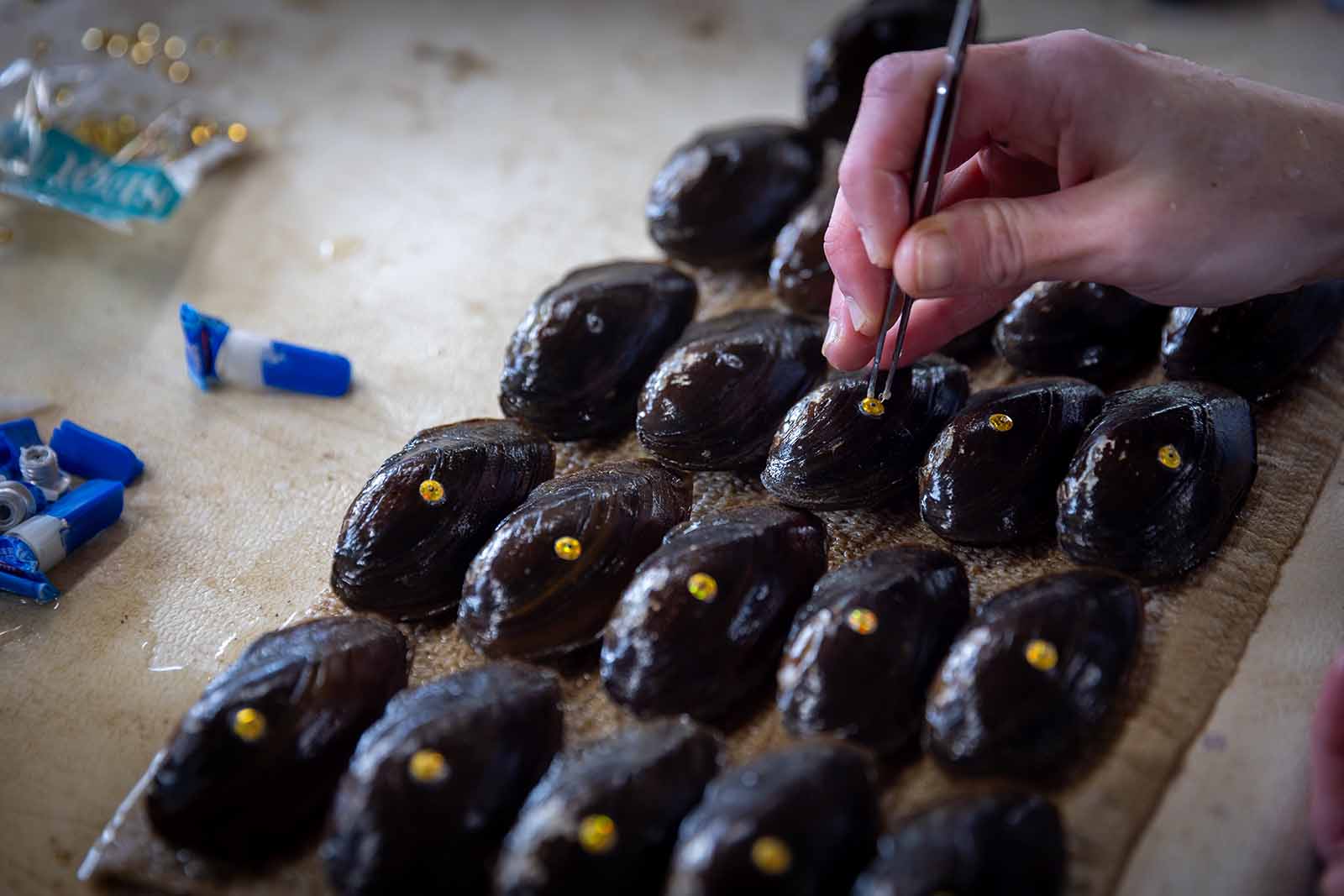 Mussel Propagation and Release