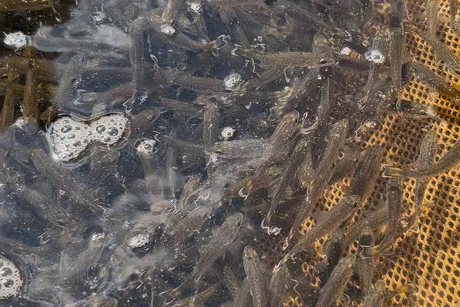 Smallmouth Bass Production and Stocking Exceeds Expectations