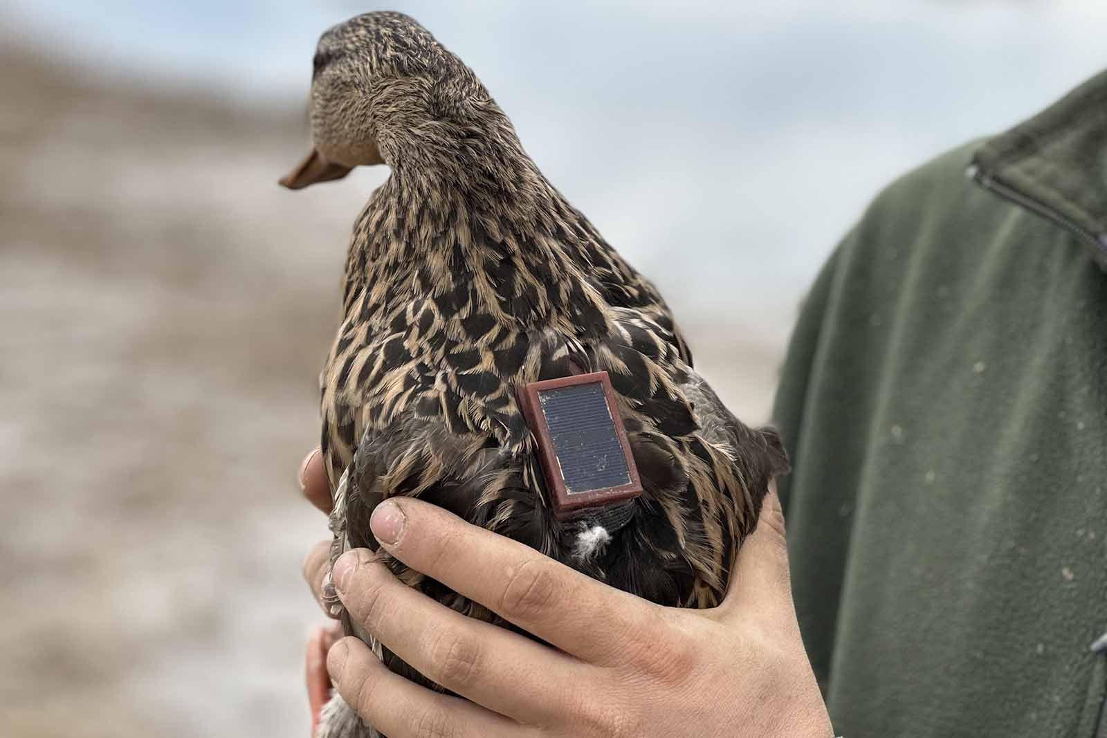 Studying Waterfowl Migration