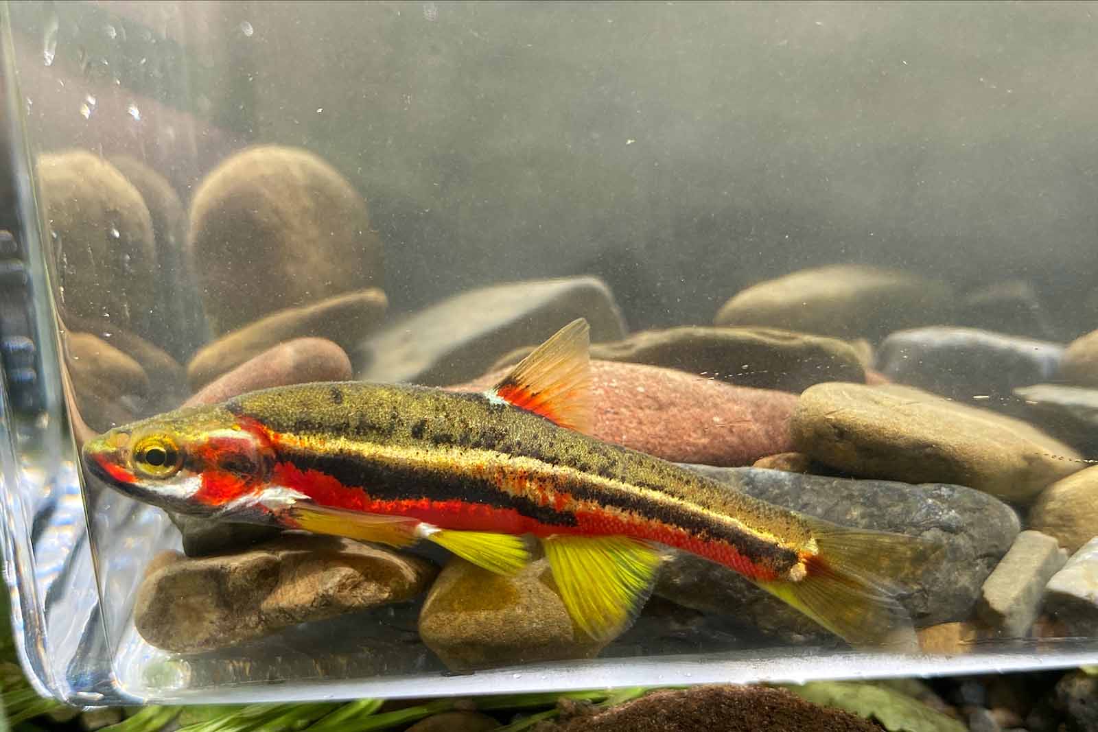 Tennessee Dace Found