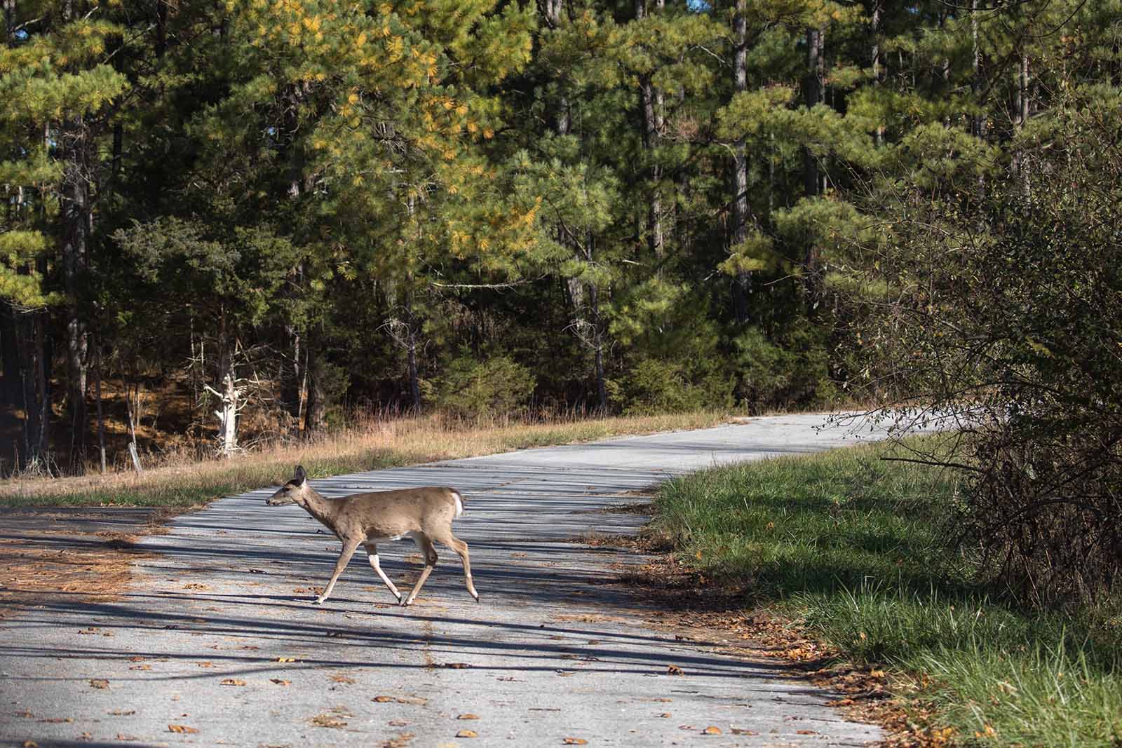 Wildlife Corridor Action Plan Progresses