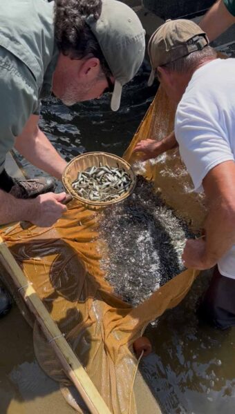 Biologists working with small fish in a net