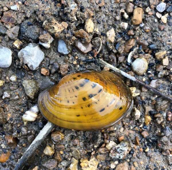 An image of Pheasantshell