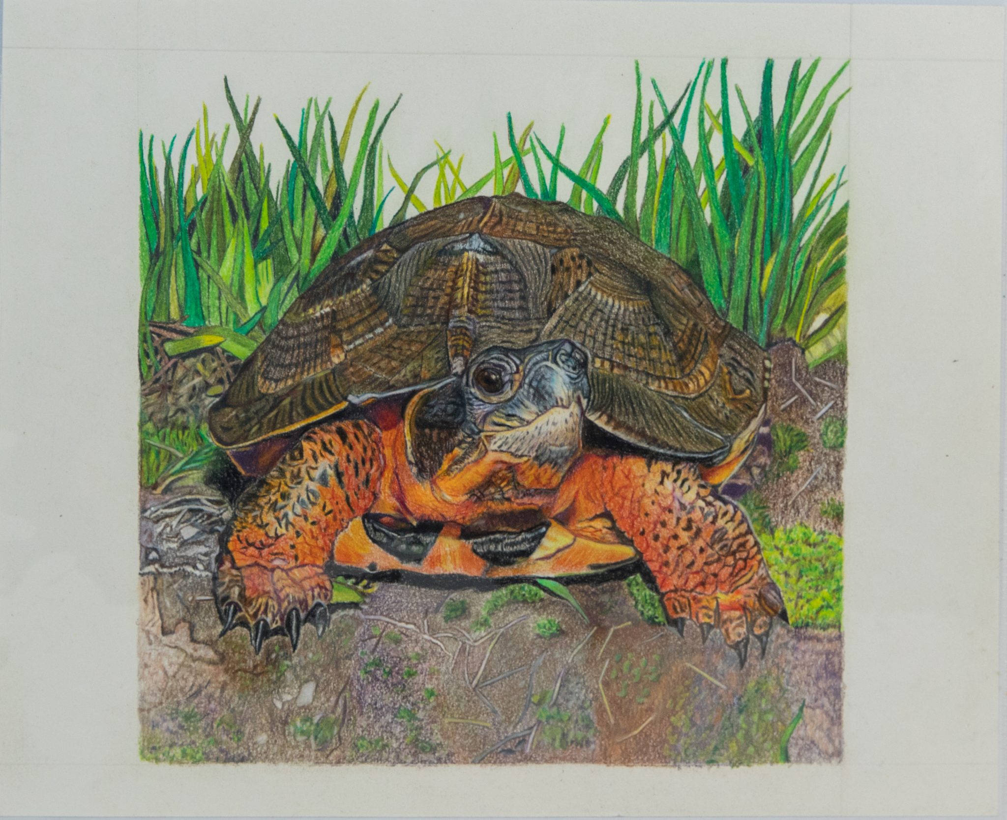 2021 Restore the Wild Artwork Competition Gallery | Virginia DWR