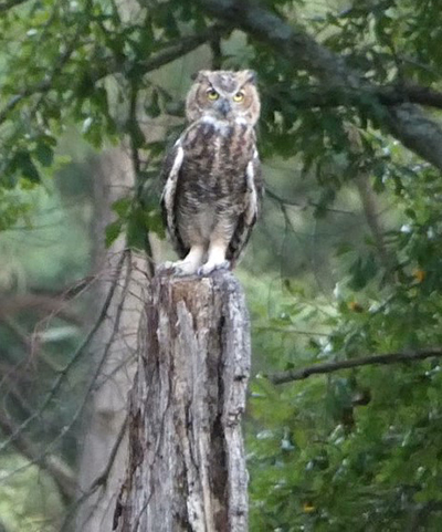 An photo taken in August of a young great horned owl with it's mature plumage lacking the downy features of the fledgling. 