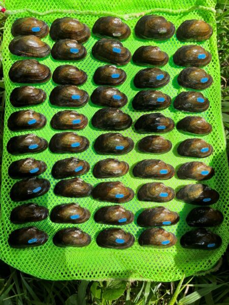 Brook Floater released in 2024 and recaptured in 2025. Photo by ©Kayla Howard - DWR