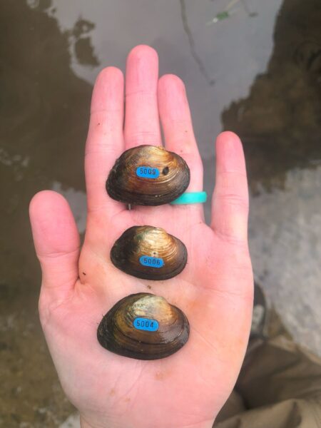 An image of Slippershell Mussel